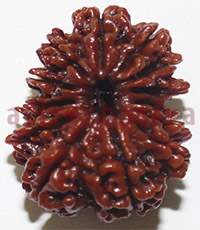 12 mukhi 26910 29mm